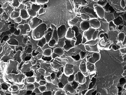 Polypropylene